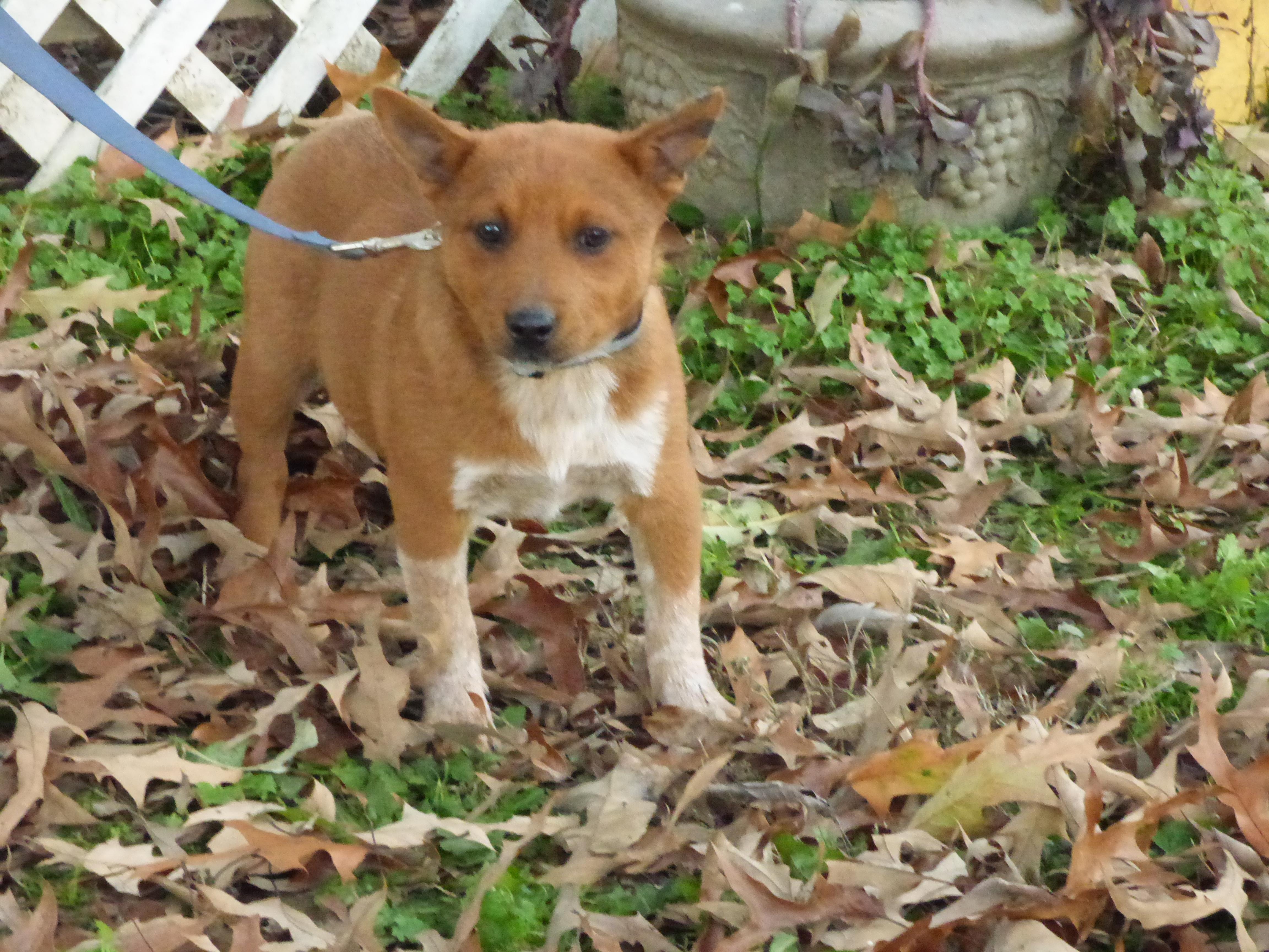 Enlarge ChaChi, a Adoptable Australian Cattle Dog / Blue Heeler in Harrisburg, PA image 3/6