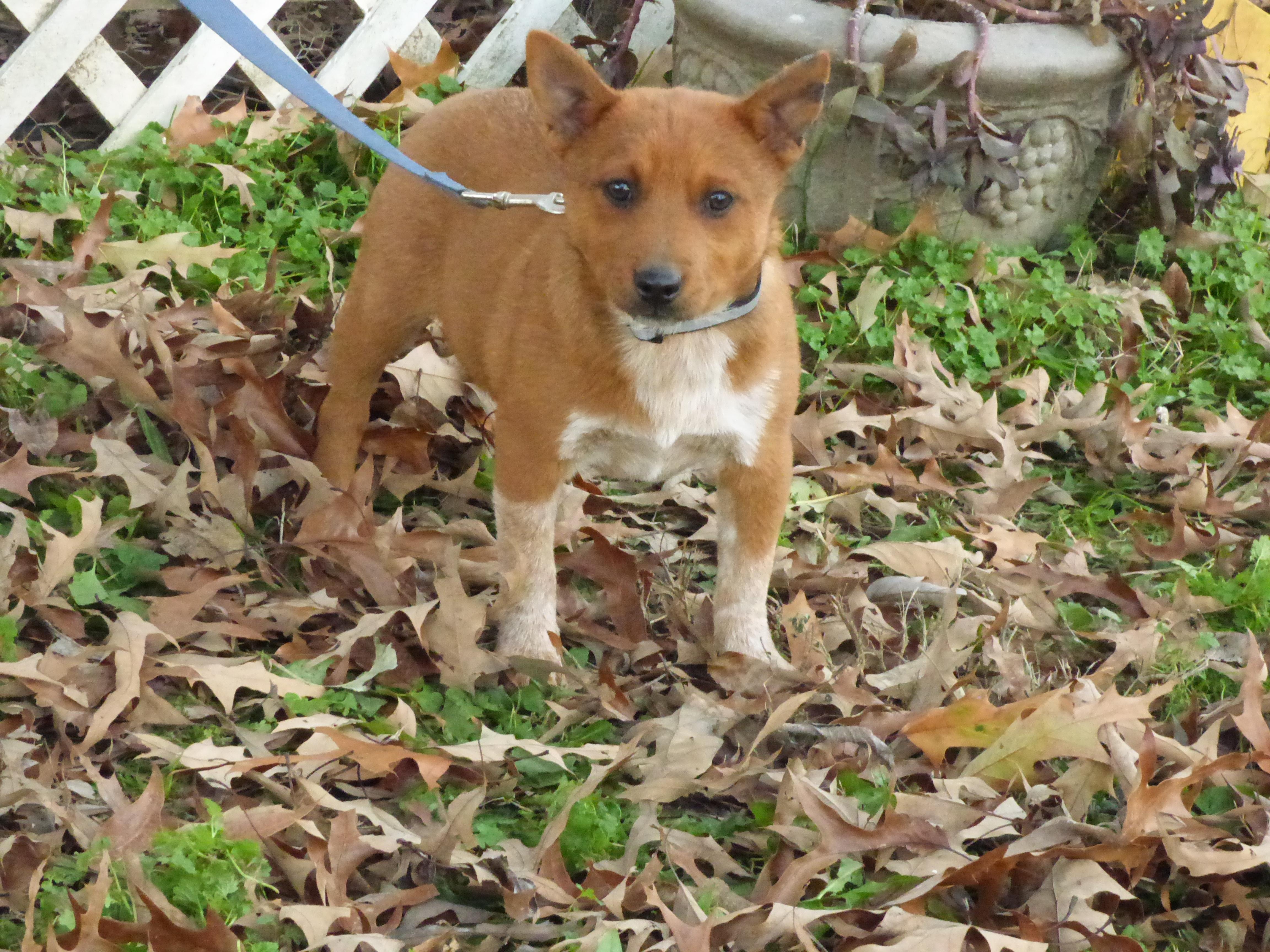 Enlarge ChaChi, a Adoptable Australian Cattle Dog / Blue Heeler in Harrisburg, PA image 6/6