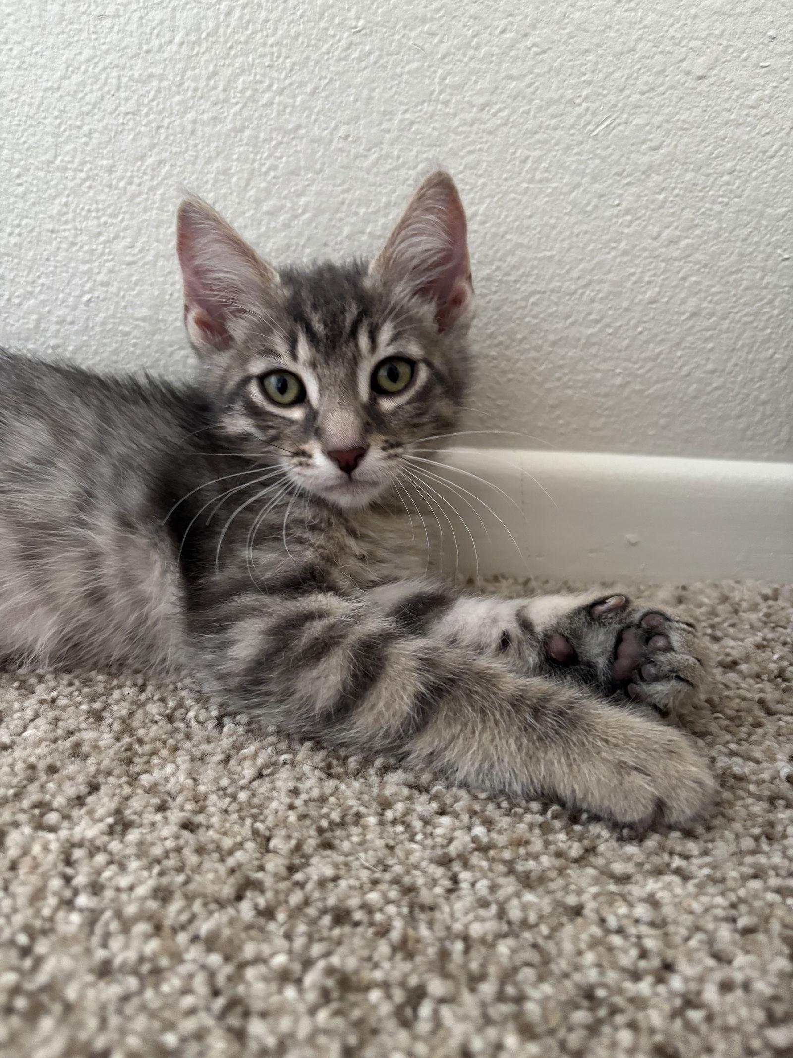 Dahlia, Adoptable, Young Female Domestic Medium Hair.