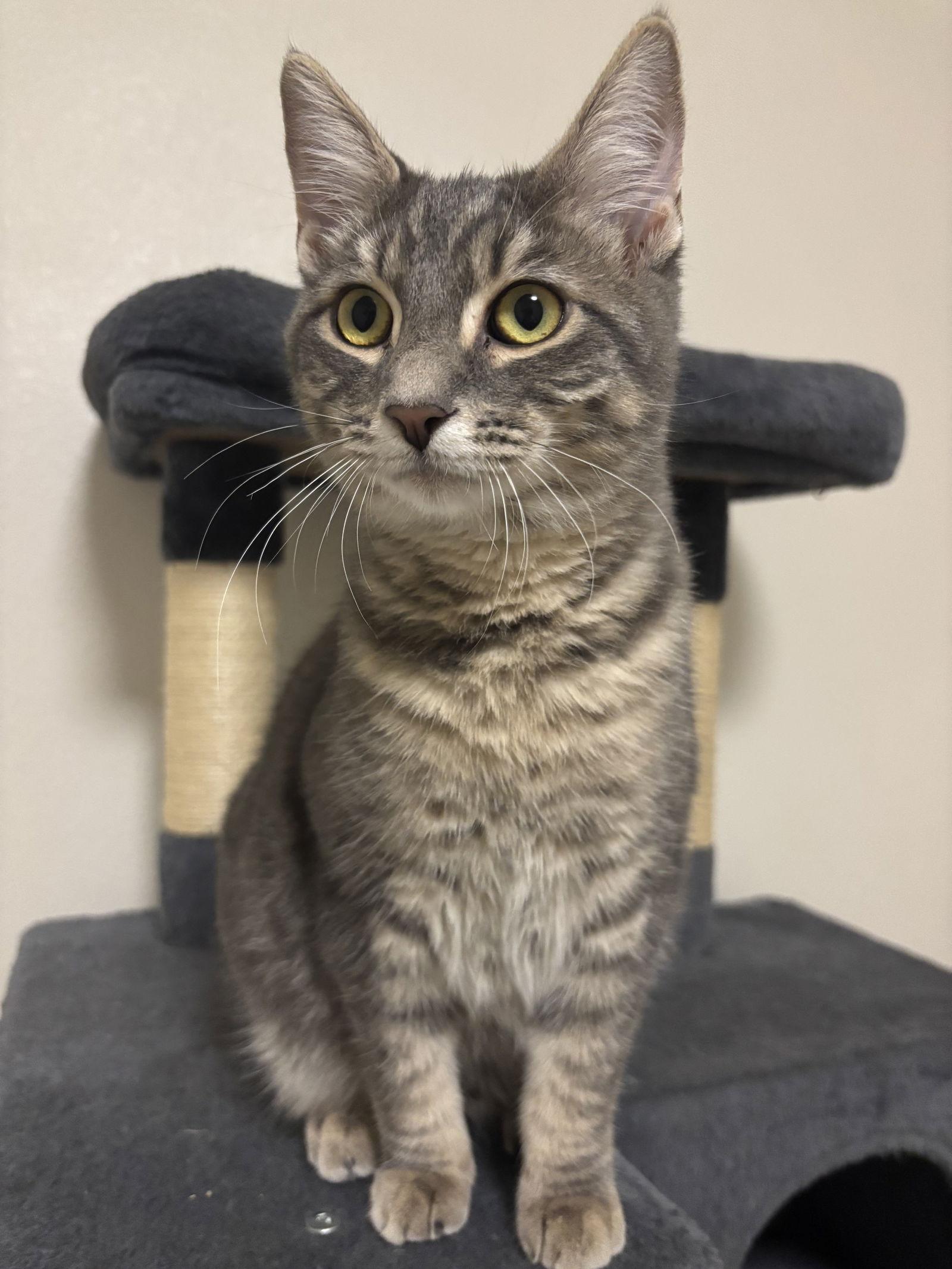 Dahlia, a Adoptable Domestic Medium Hair in Burlington, WA image 2/3