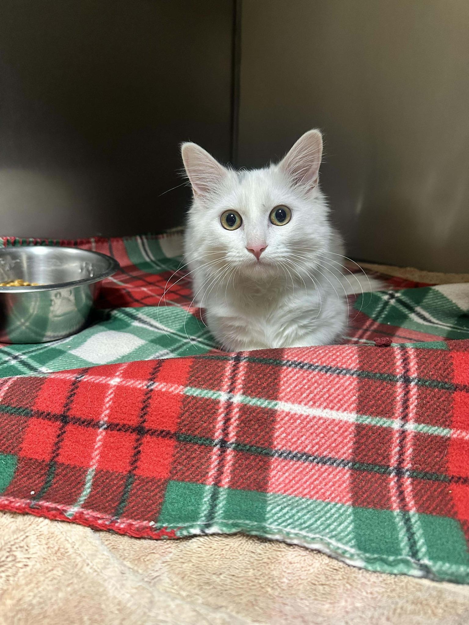 Enlarge Andrea, a ADOPTABLE mixed breed in Fort Collins, CO image 2/4