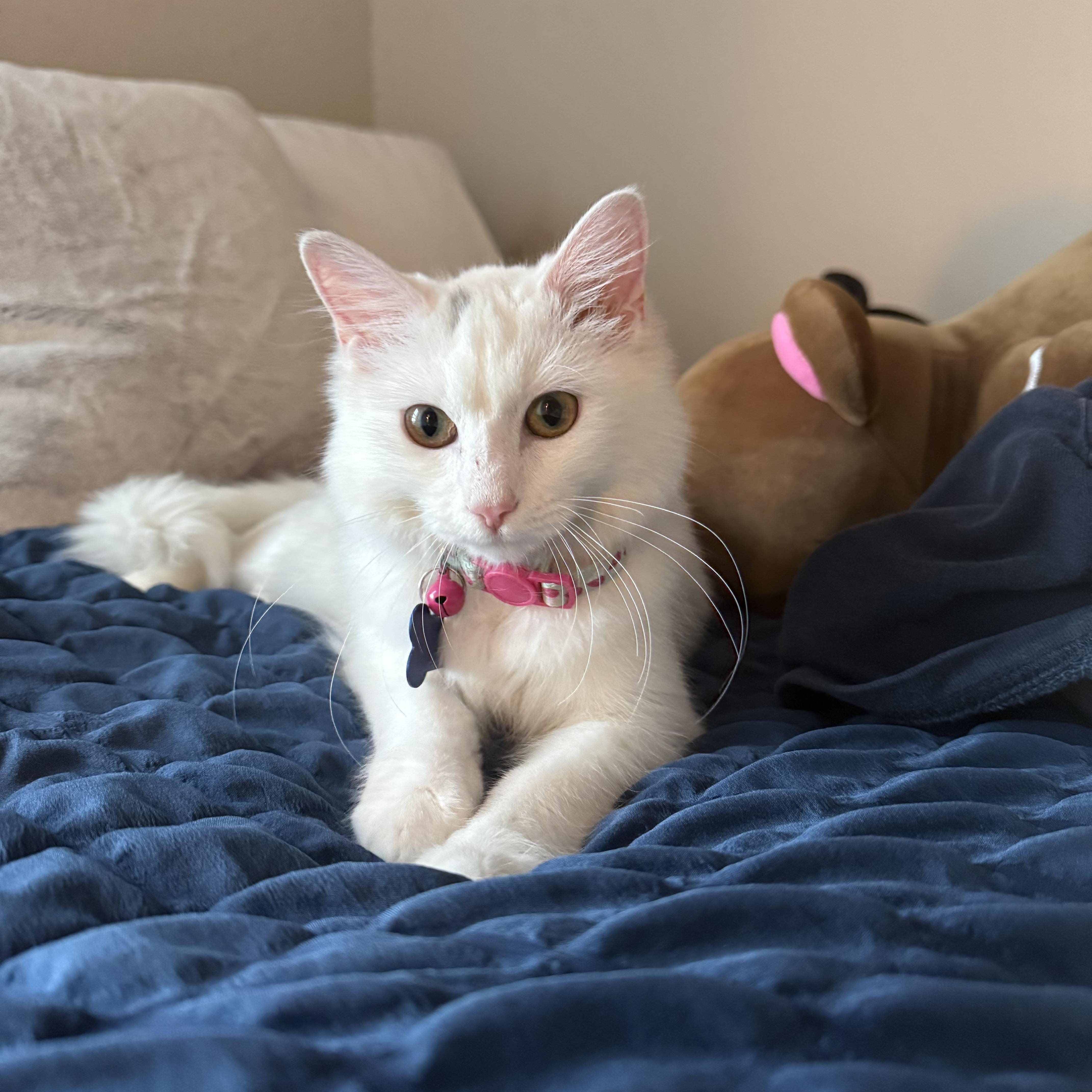 Enlarge Andrea, a ADOPTABLE mixed breed in Fort Collins, CO image 1/4