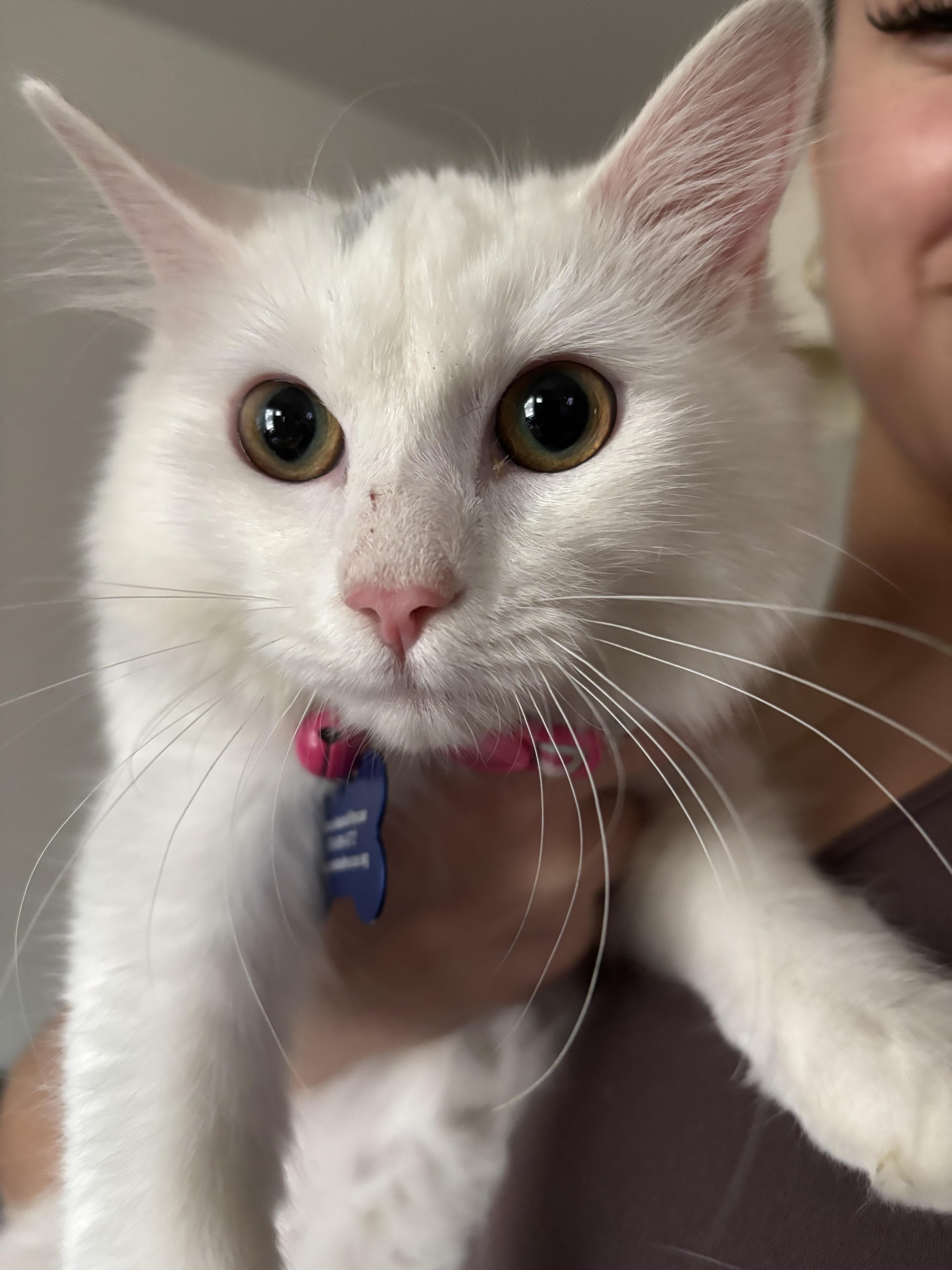 Enlarge Andrea, a ADOPTABLE mixed breed in Fort Collins, CO image 4/4