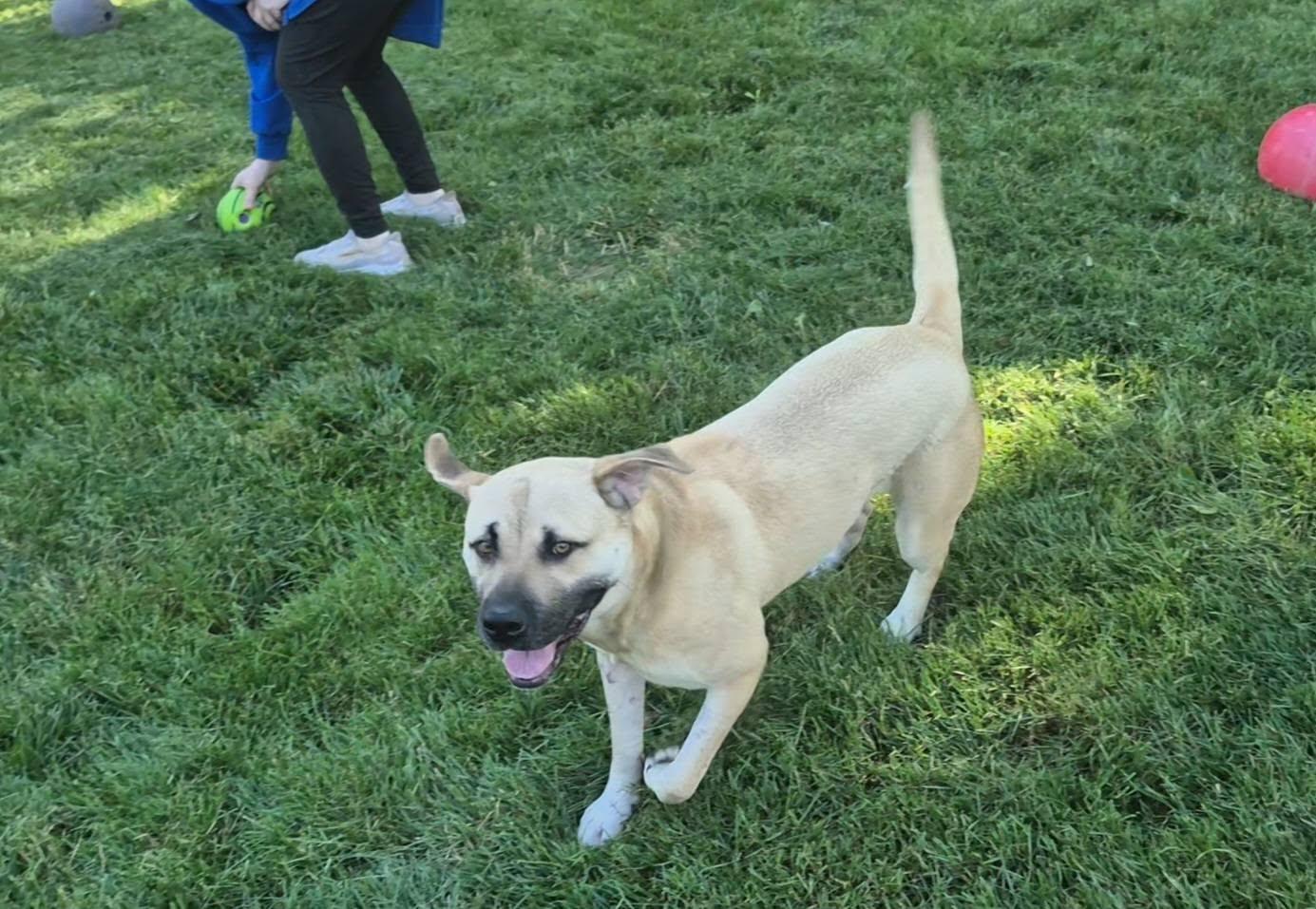 Anna May, a ADOPTABLE mixed breed in Dayton, OH image 2/6