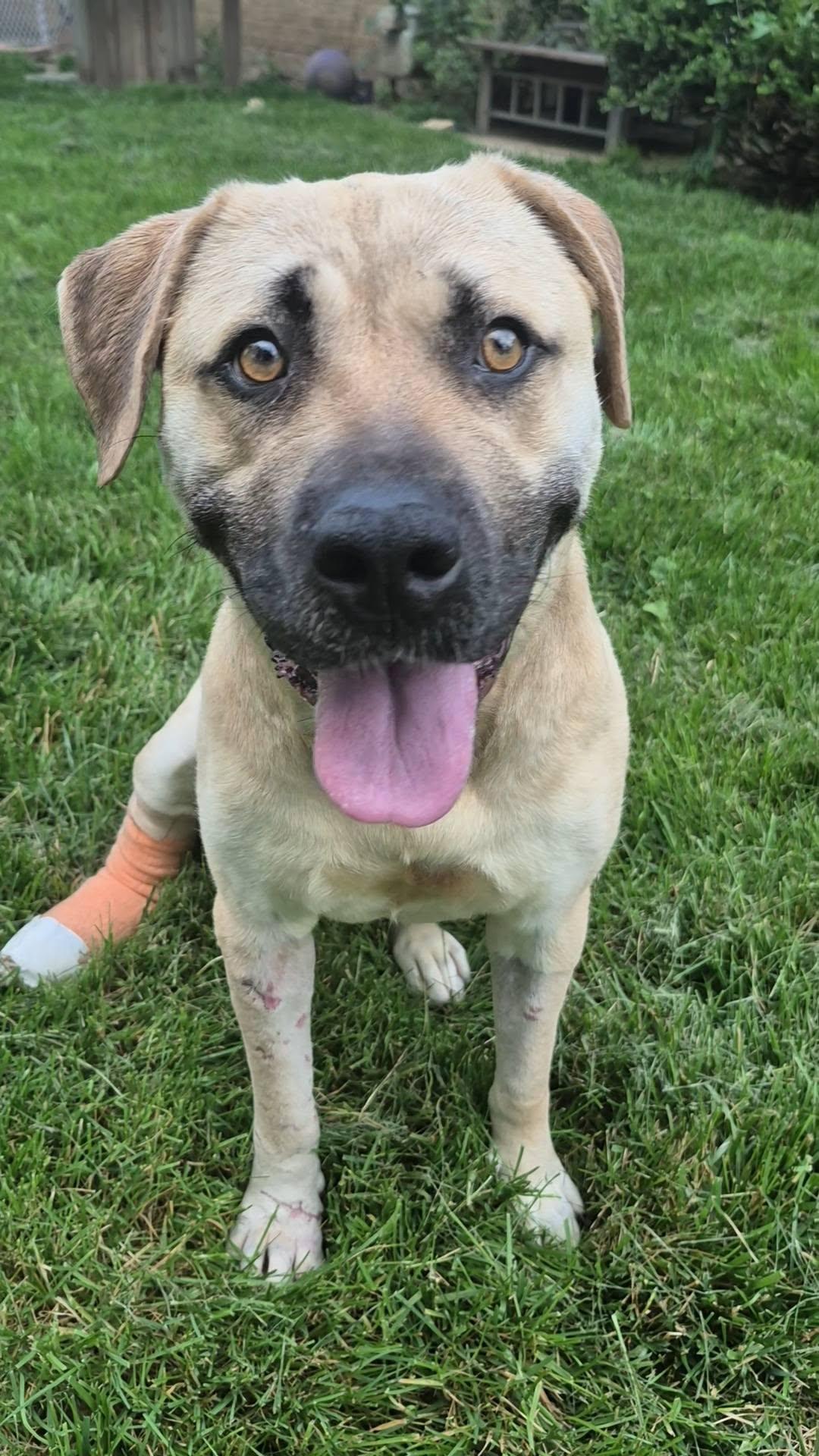 Anna May, a ADOPTABLE mixed breed in Dayton, OH image 6/6