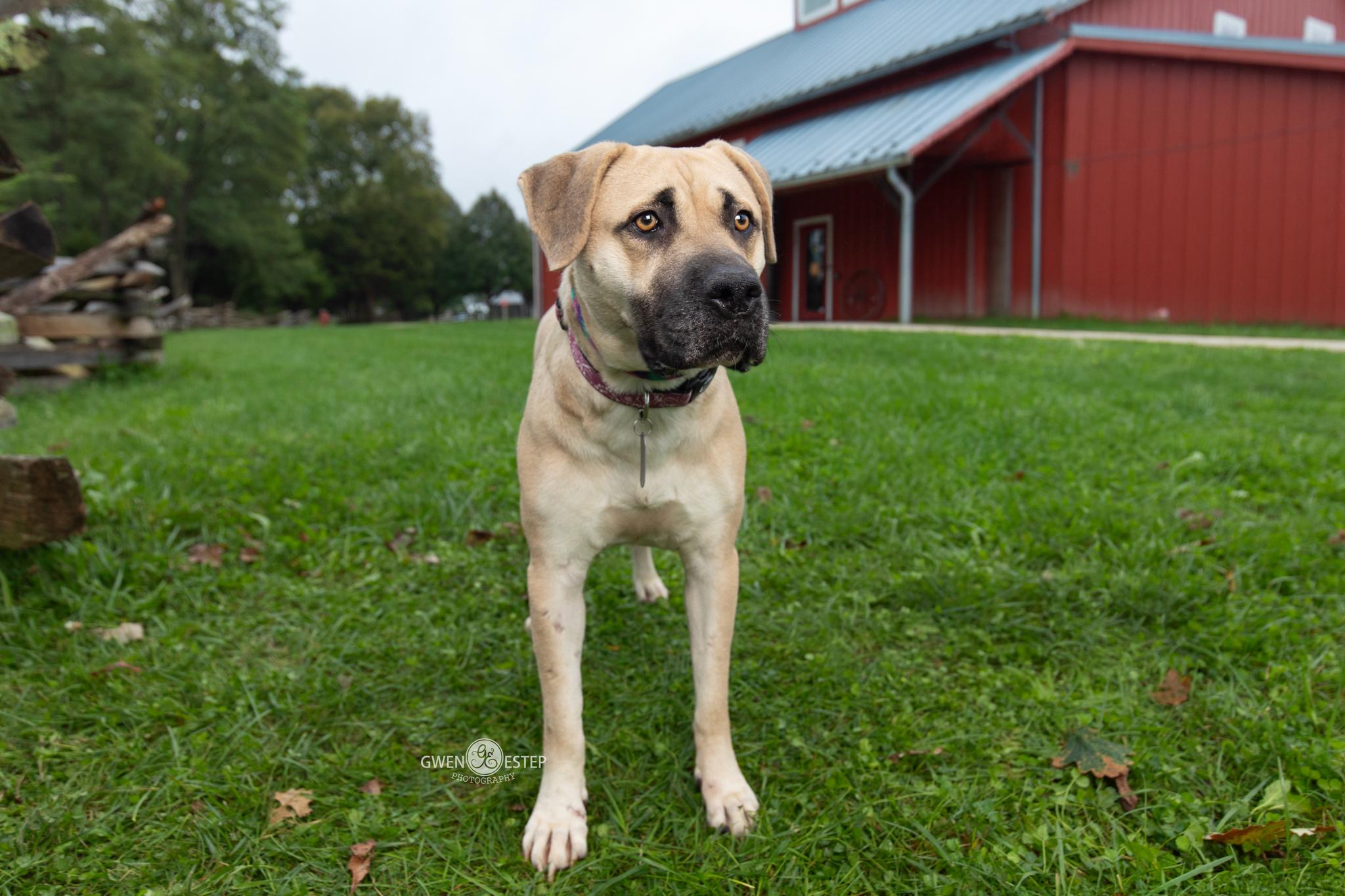 Enlarge Anna May, a Adoptable mixed breed in Dayton, OH image 4/6