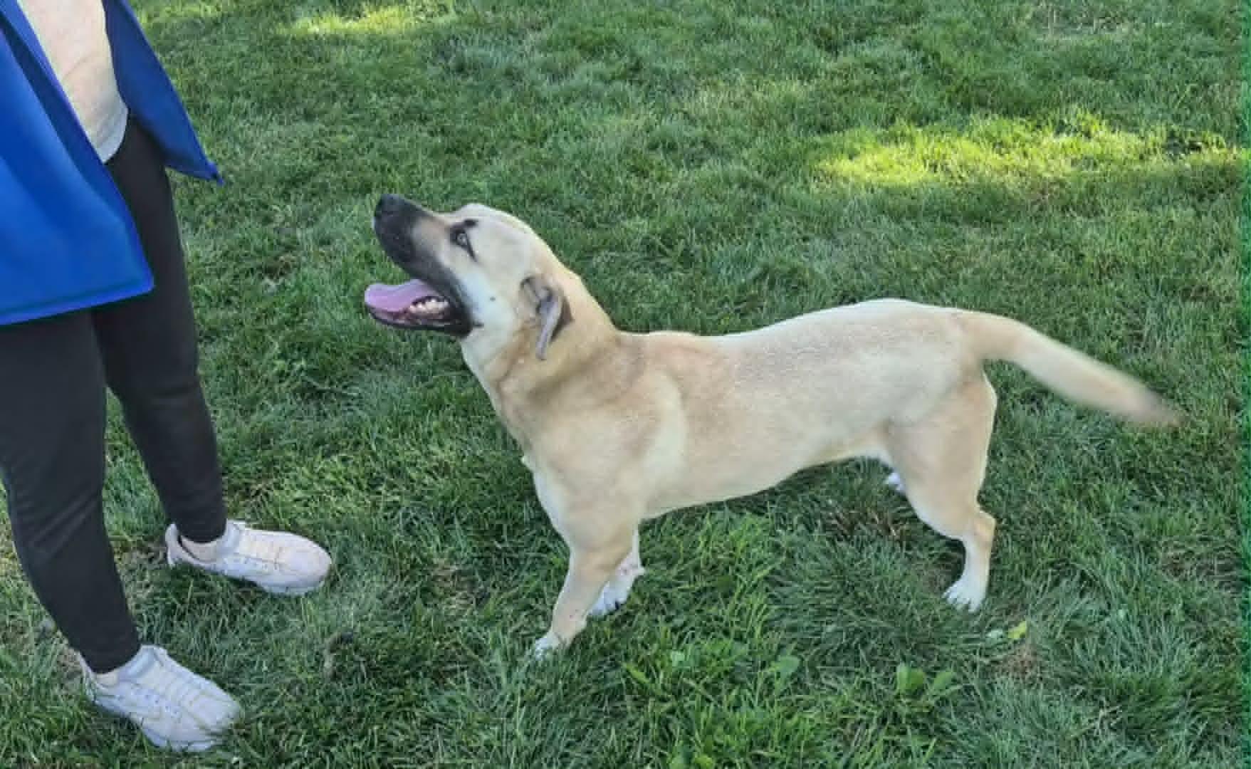Anna May, a ADOPTABLE mixed breed in Dayton, OH image 4/6