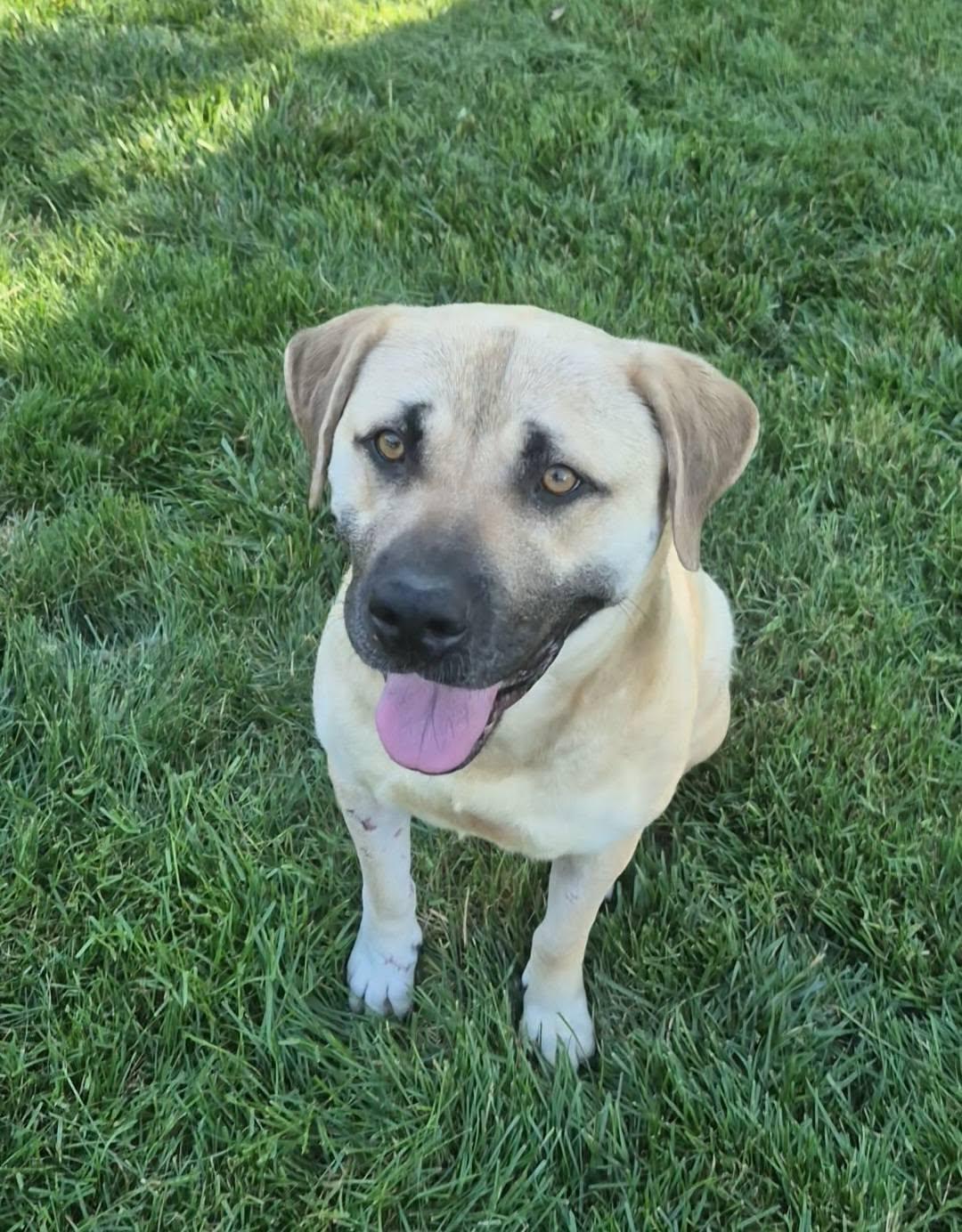 Anna May, a ADOPTABLE mixed breed in Dayton, OH image 3/6