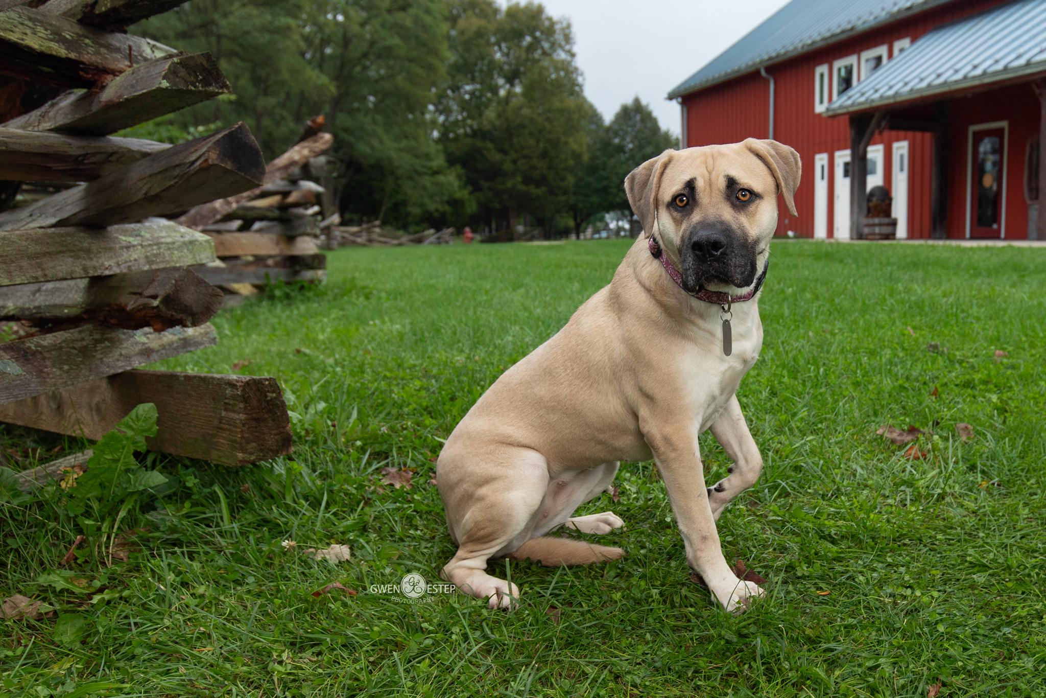 Anna May, Adoptable, Adult Female Pit Bull Terrier.