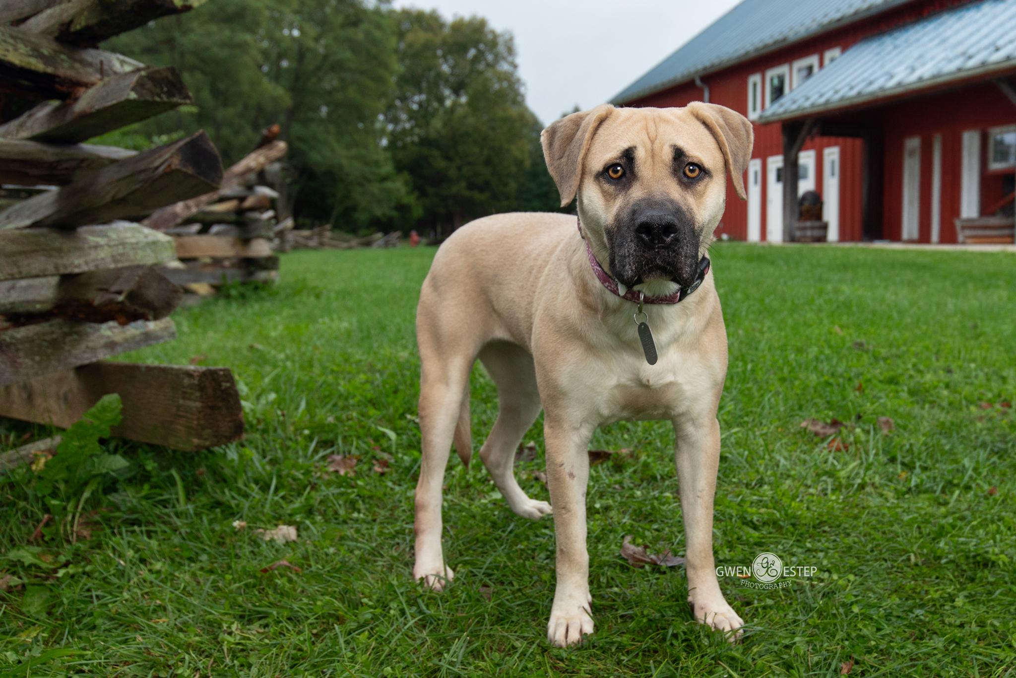 Enlarge Anna May, a Adoptable mixed breed in Dayton, OH image 3/6