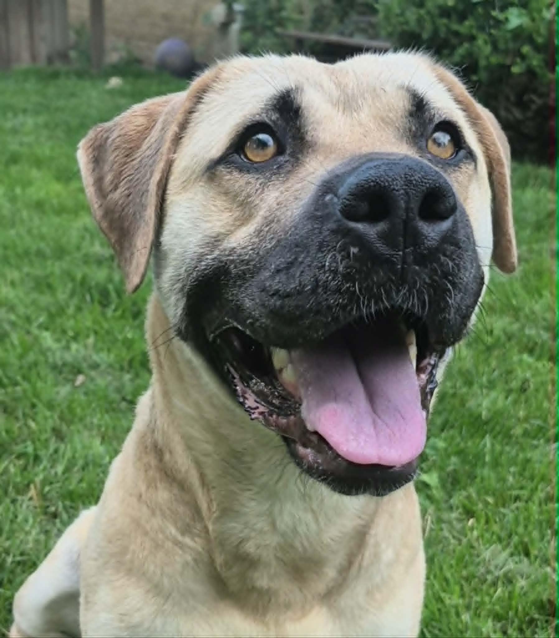 Anna May, ADOPTABLE, Adult Female Pit Bull Terrier.