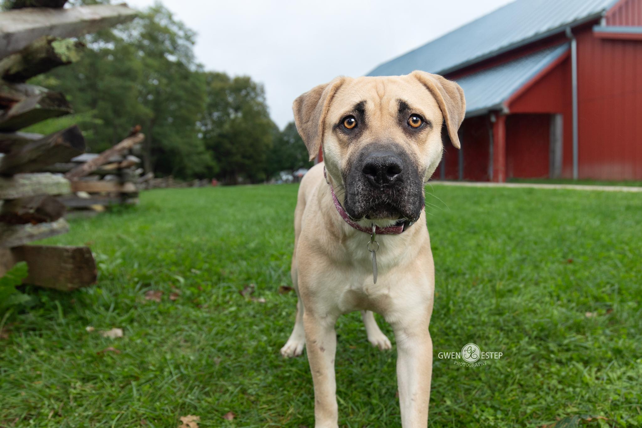 Enlarge Anna May, a Adoptable mixed breed in Dayton, OH image 2/6