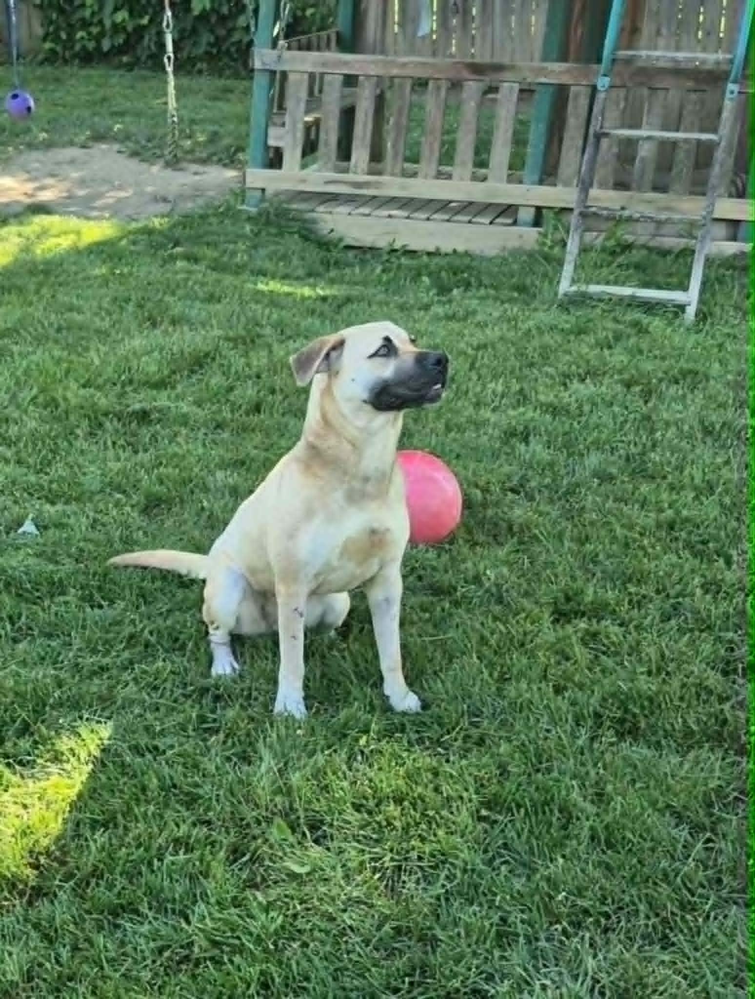 Anna May, a ADOPTABLE mixed breed in Dayton, OH image 5/6