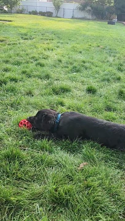 Enlarge Bob Barker, an adopted mixed breed in Brattleboro, VT video 4/5