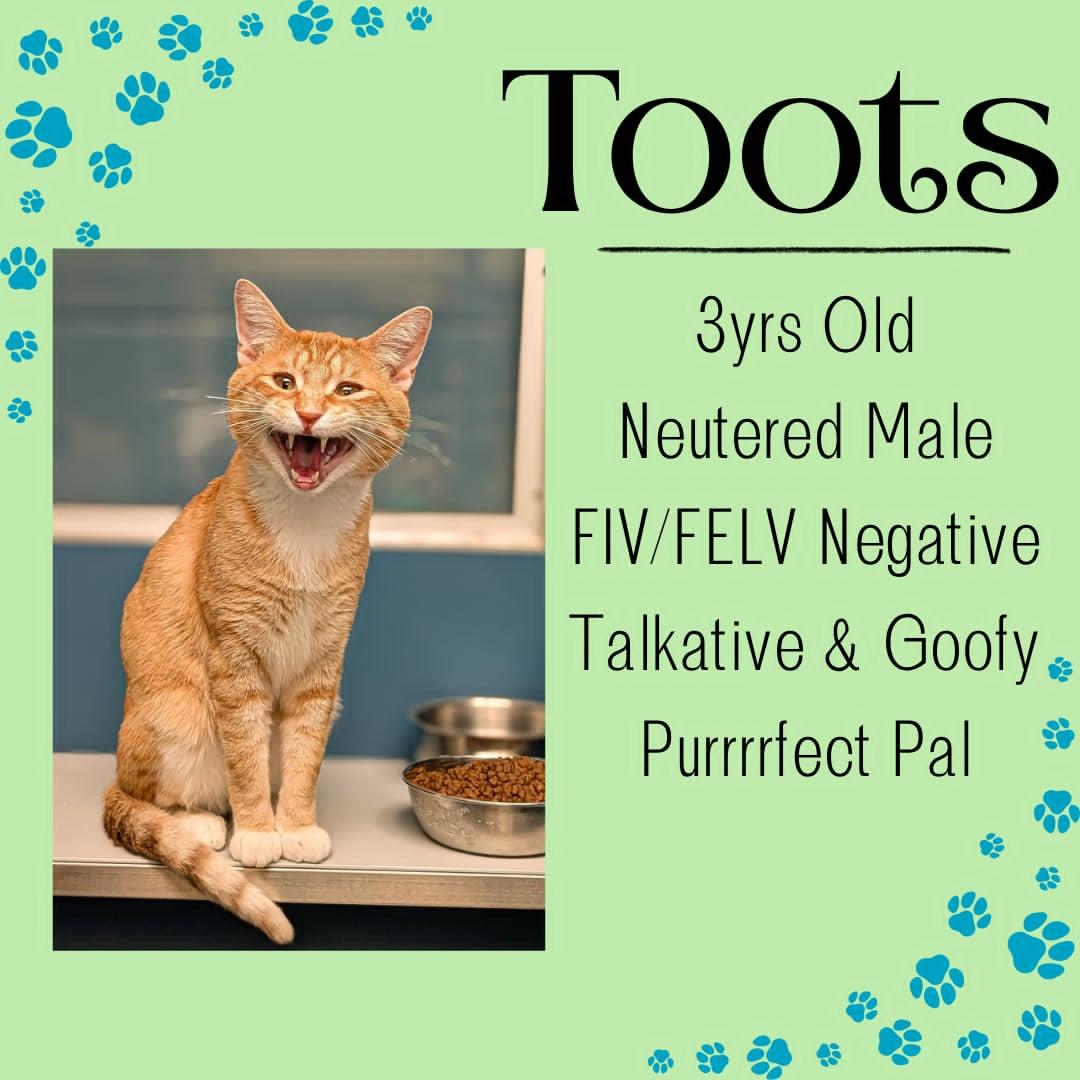 Toots, adopted, Adult Male Domestic Short Hair.