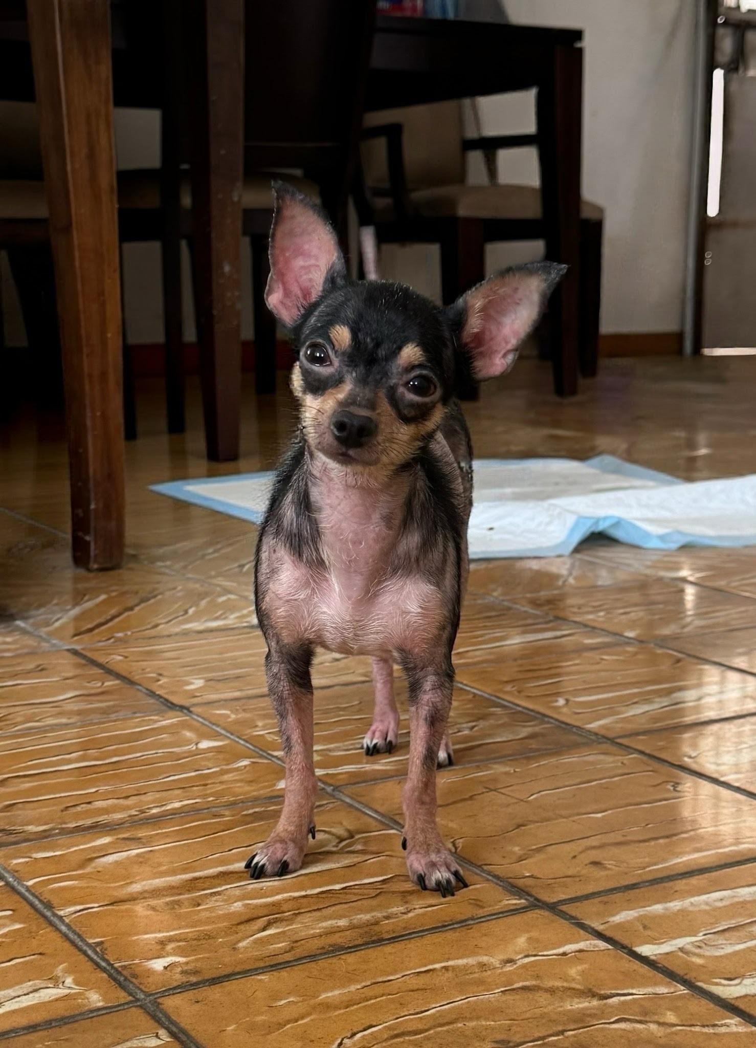 Enlarge Sacheliz, a Adopted Chihuahua in Harrison, NY image 2/2