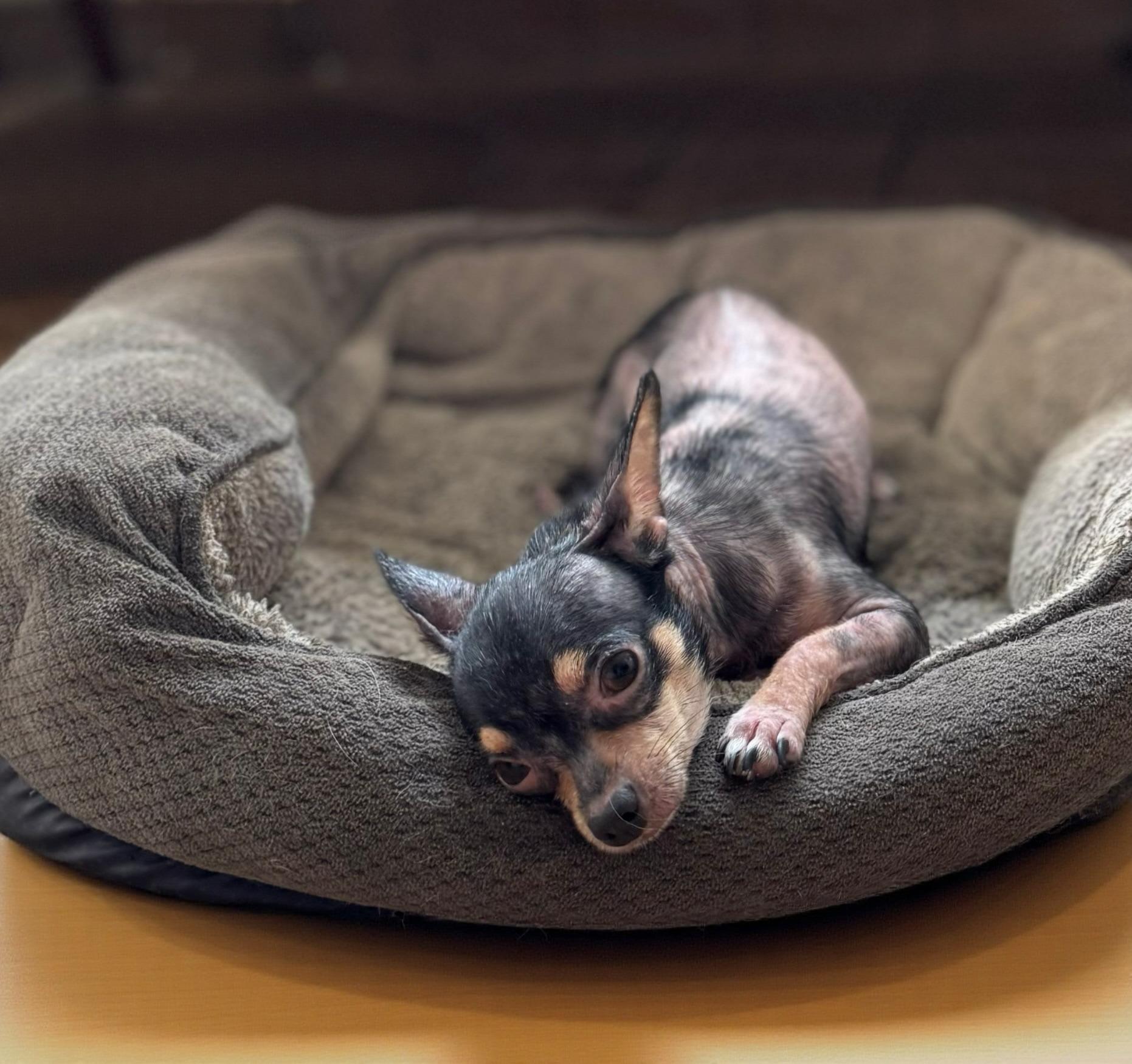 Sacheliz, Adopted, Young Female Chihuahua.