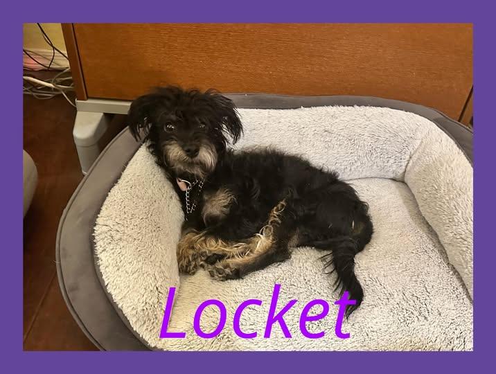 Locket, ADOPTABLE, Young Female Maltese.