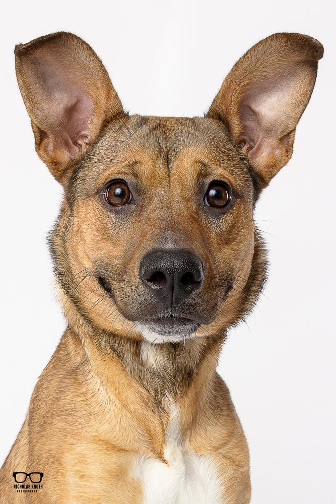 Enlarge Bindi, a Adoptable mixed breed in Palatine, IL image 2/6