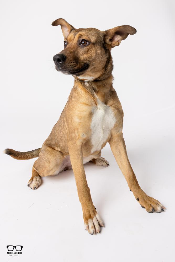 Enlarge Bindi, a Adoptable mixed breed in Palatine, IL image 4/6