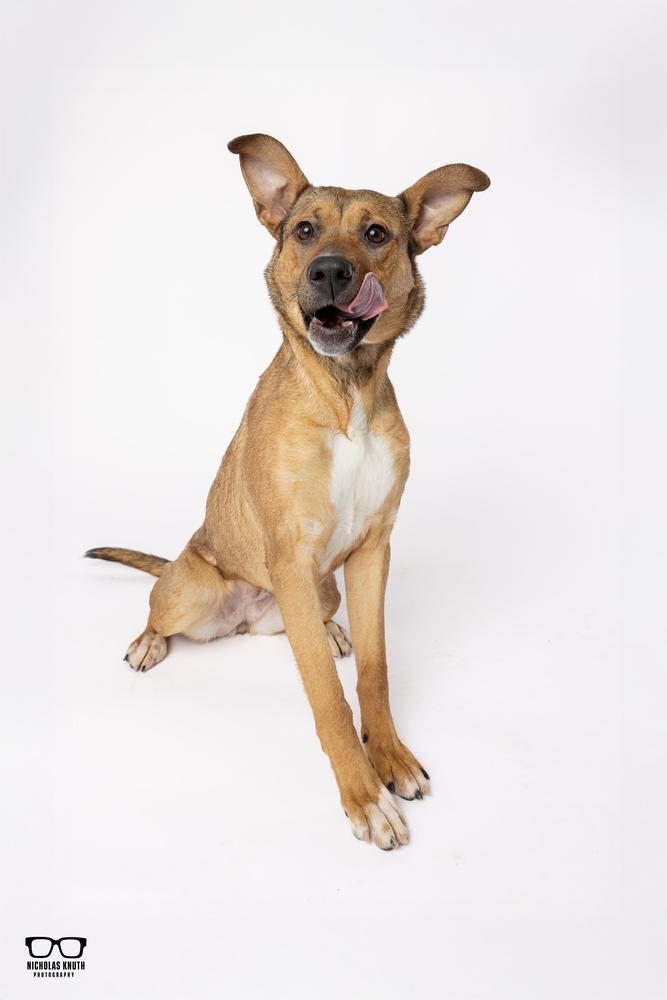 Enlarge Bindi, a Adoptable mixed breed in Palatine, IL image 5/6