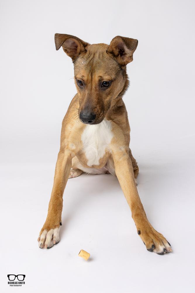 Enlarge Bindi, a Adoptable mixed breed in Palatine, IL image 6/6