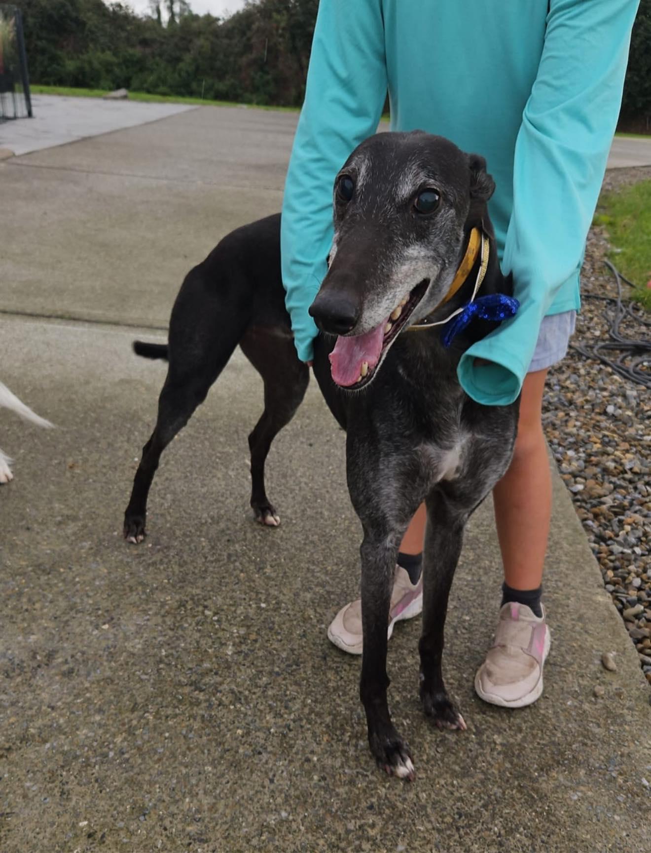 Chase, ADOPTABLE, Adult Male Greyhound.