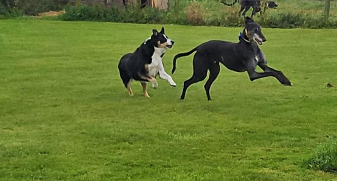 Enlarge Chase, a ADOPTABLE Greyhound in Winter Park, FL image 4/5