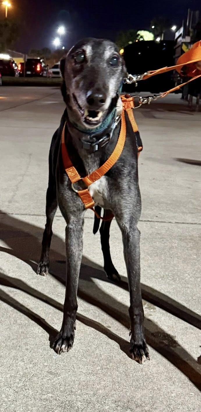 Enlarge Chase, a ADOPTABLE Greyhound in Winter Park, FL image 5/5