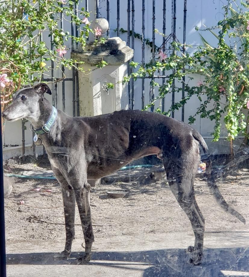 Enlarge Chase, a ADOPTABLE Greyhound in Winter Park, FL image 3/5