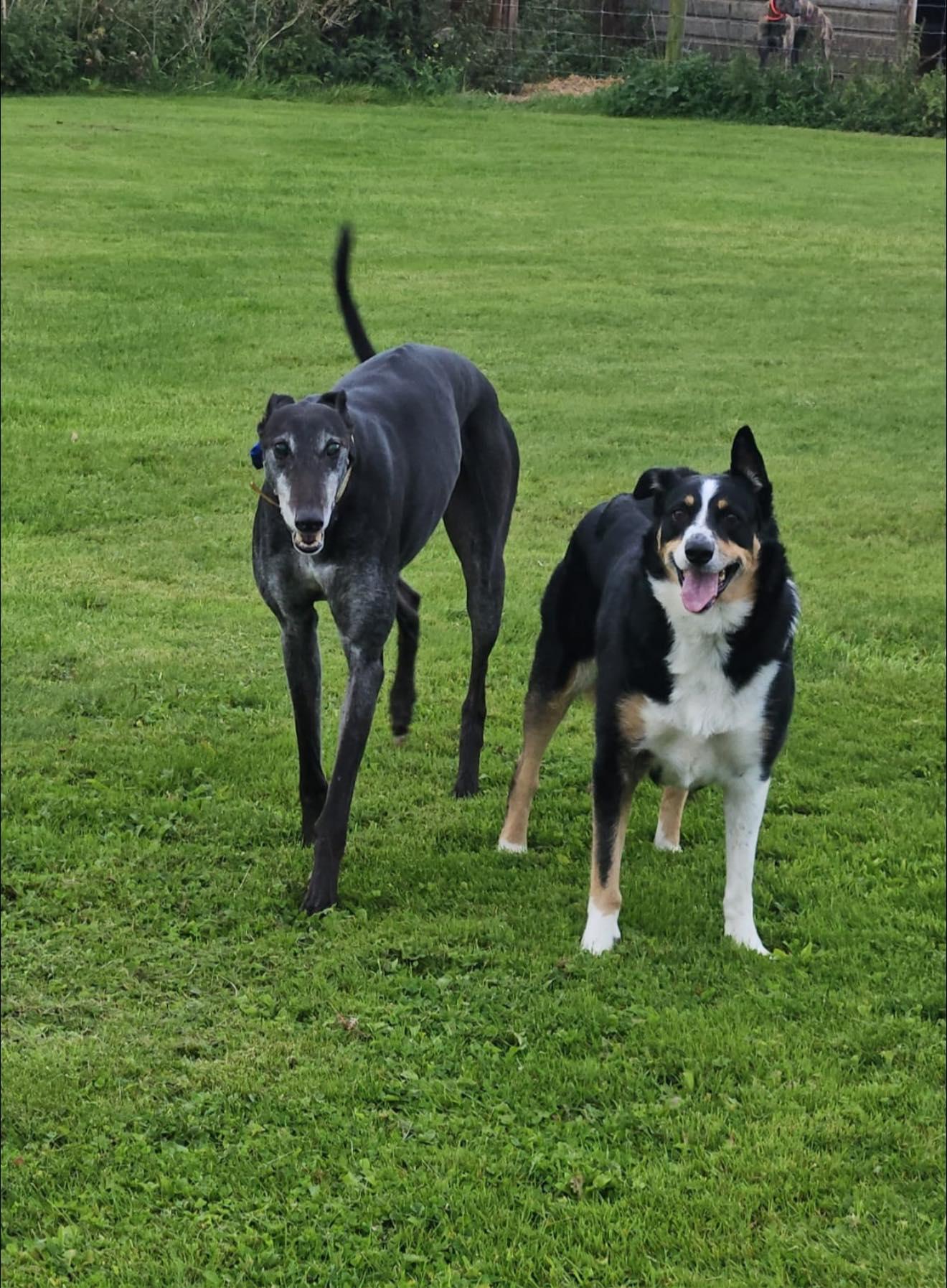 Enlarge Chase, a ADOPTABLE Greyhound in Winter Park, FL image 2/5