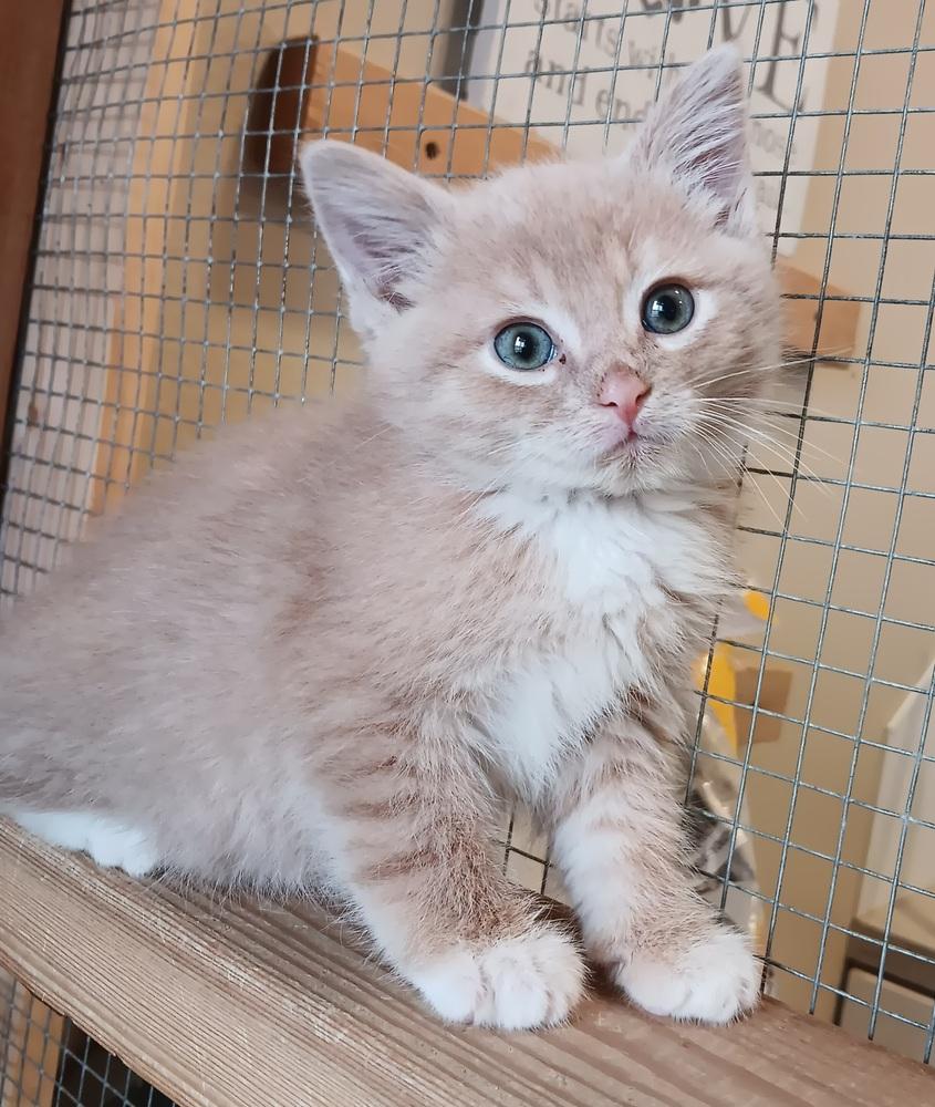 Enlarge Cream, a Adopted Domestic Short Hair in Challis, ID image 1/4