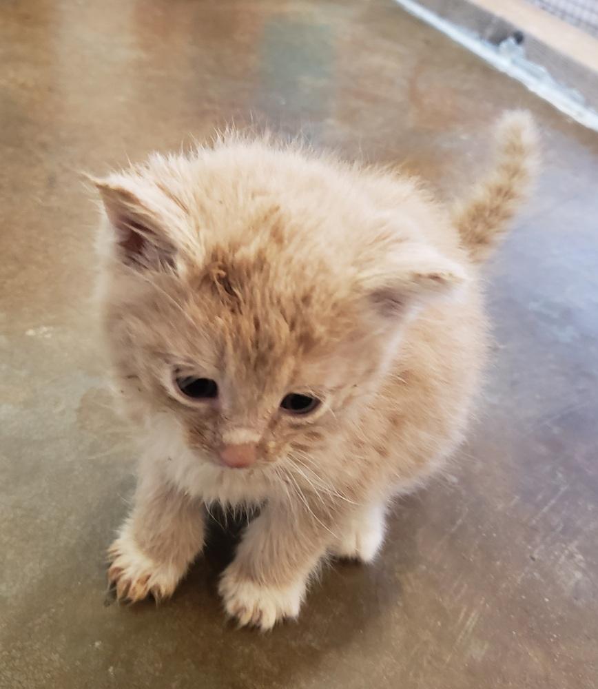 Enlarge Cream, a Adopted Domestic Short Hair in Challis, ID image 3/4
