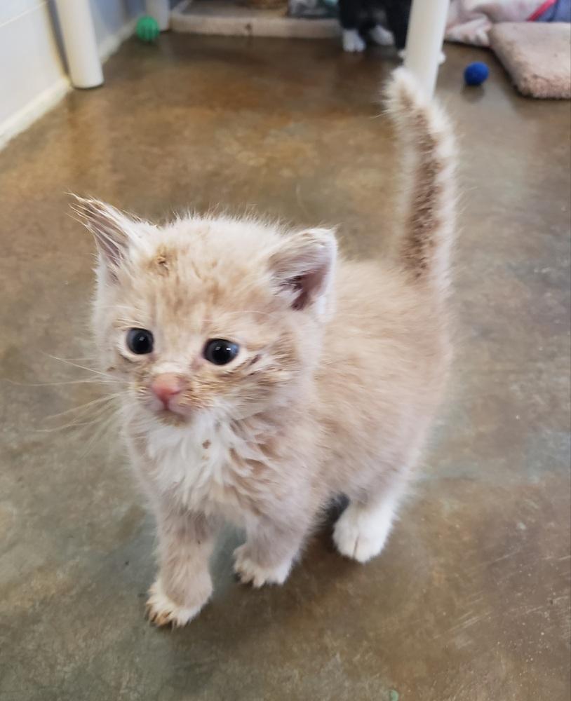 Enlarge Cream, a Adopted Domestic Short Hair in Challis, ID image 4/4