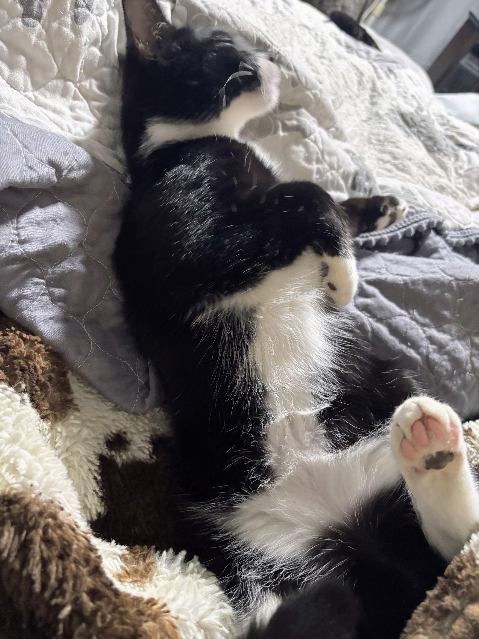 Knox Kitten, a Adoptable Domestic Short Hair image 1/3