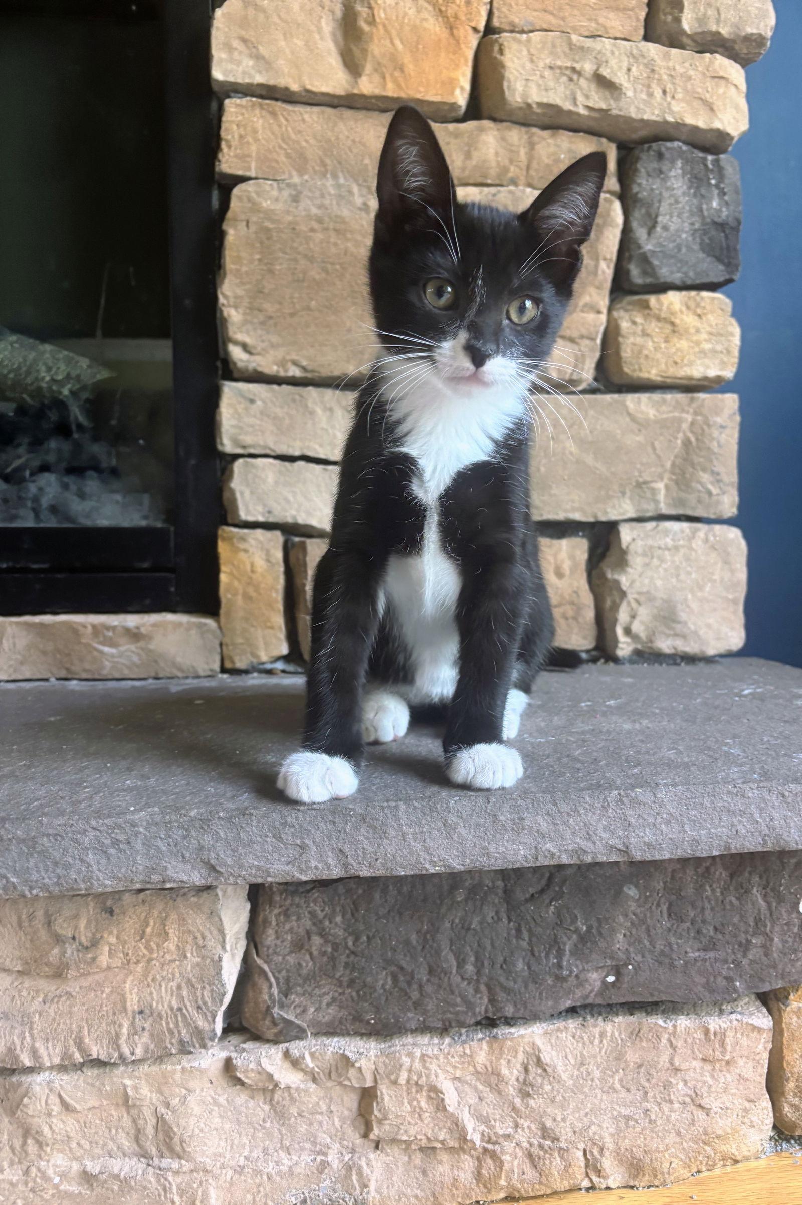 Knox Kitten, a Adoptable Domestic Short Hair image 2/3