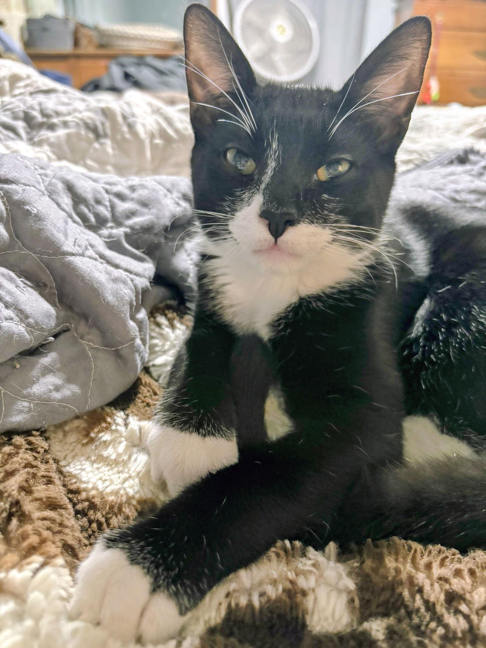 Knox Kitten, a Adoptable Domestic Short Hair image 3/3