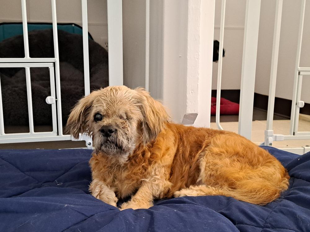 Enlarge Grandpa Leo, a Adoptable Shih Tzu in Winter Garden, FL image 3/3