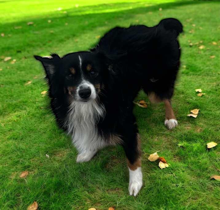 Frankie, Adoptable, Adult Male Border Collie.