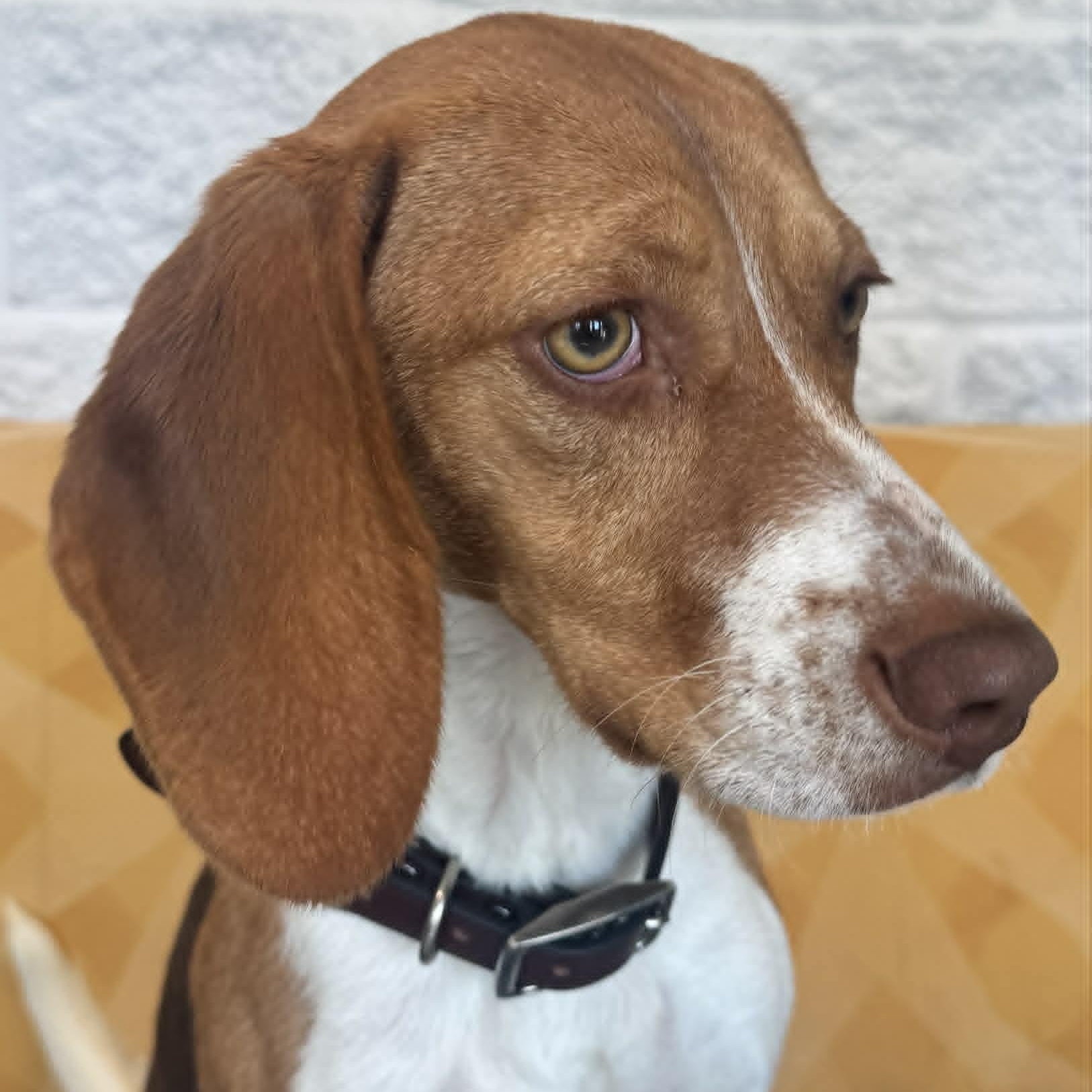 Enlarge Callie, an adopted Beagle in Danbury, CT image 2/5