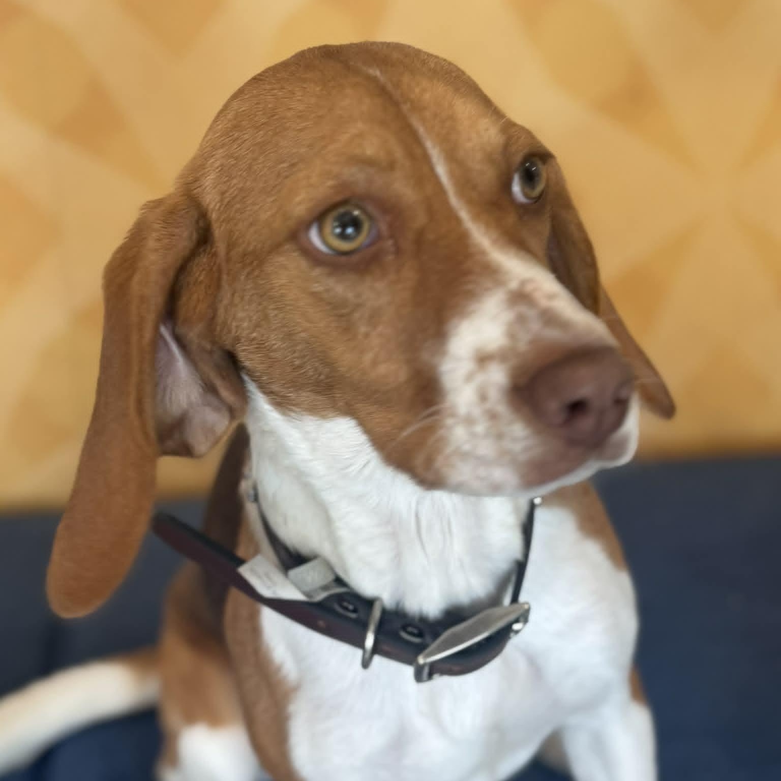 Enlarge Callie, an adopted Beagle in Danbury, CT image 3/5