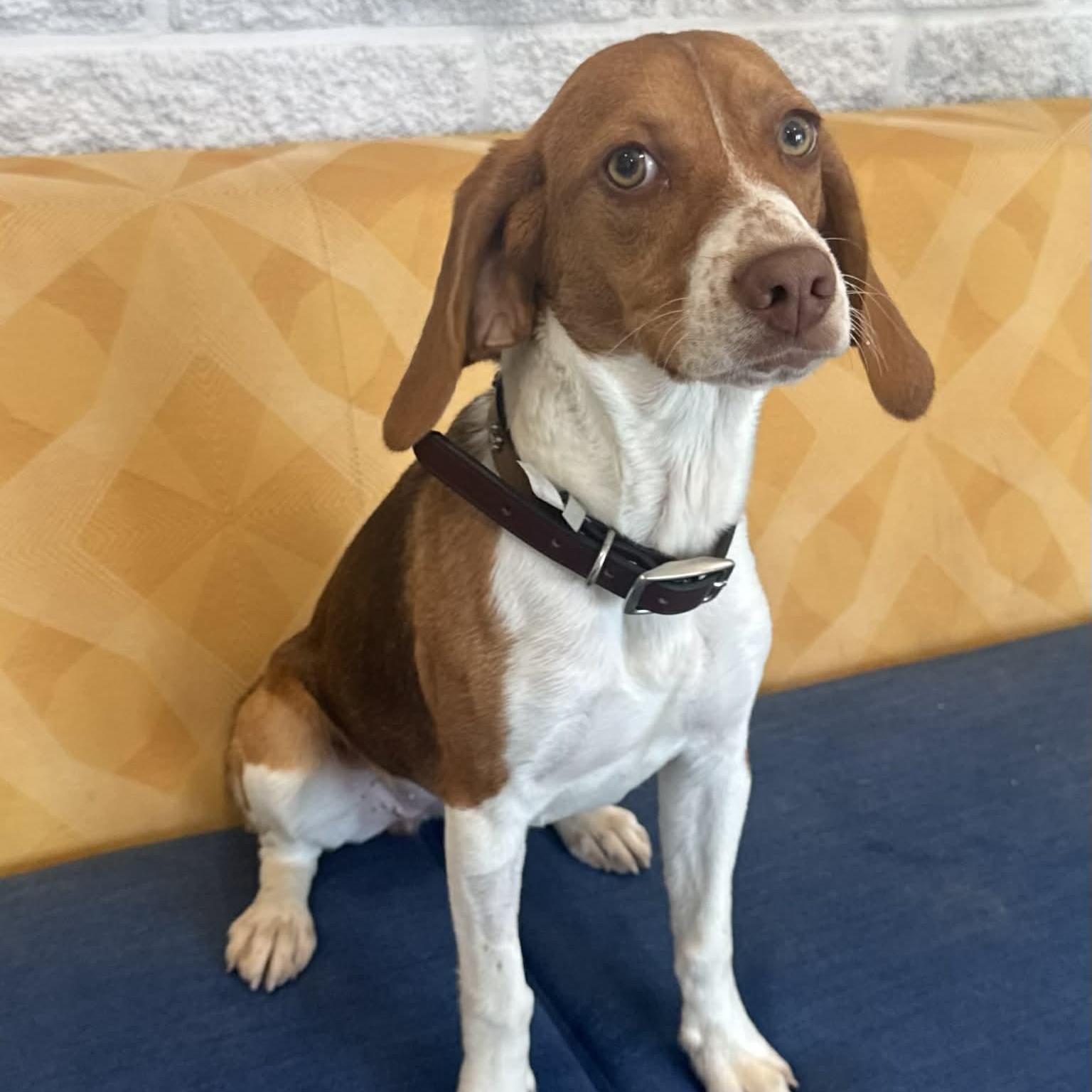 Enlarge Callie, an adopted Beagle in Danbury, CT image 1/5