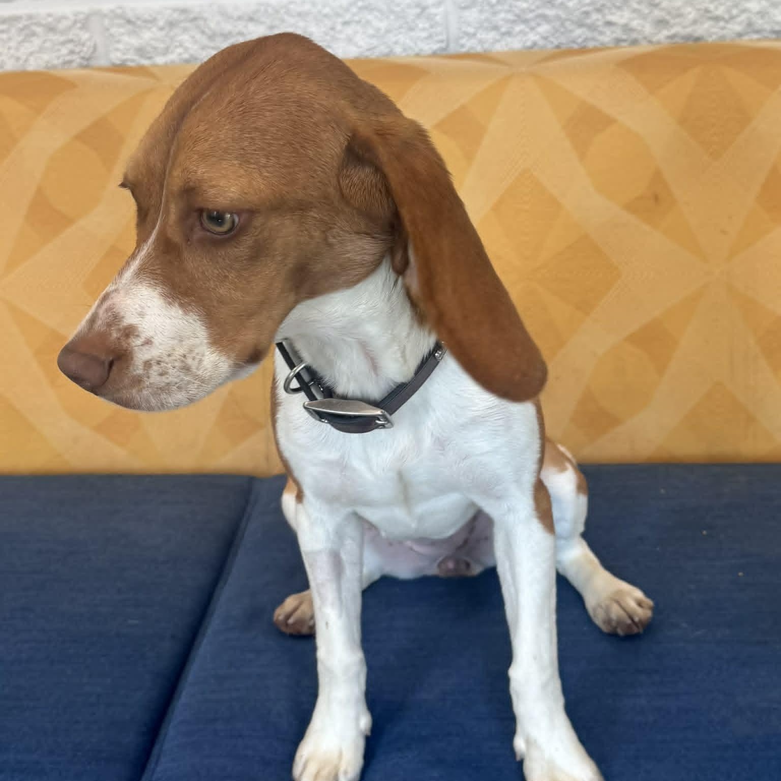 Enlarge Callie, an adopted Beagle in Danbury, CT image 5/5