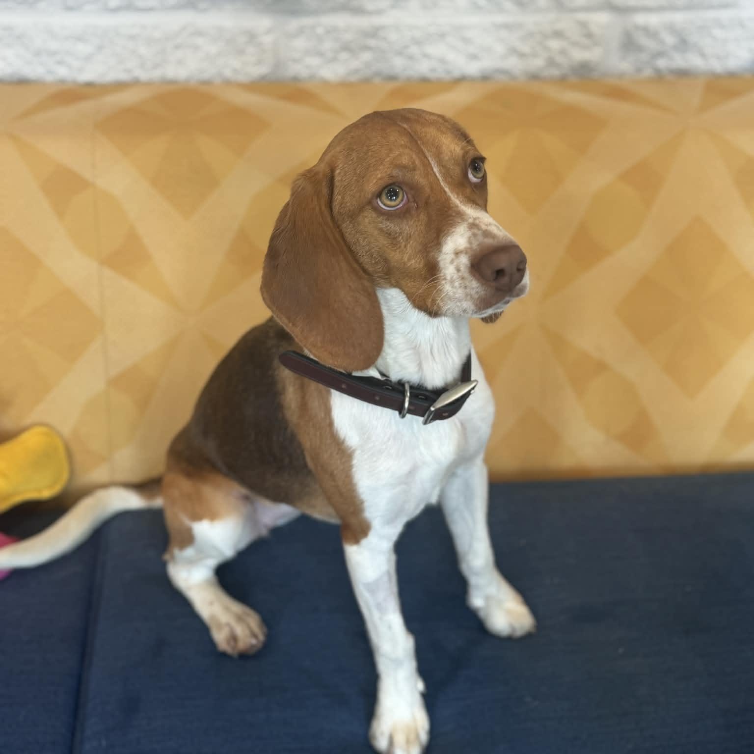 Enlarge Callie, an adopted Beagle in Danbury, CT image 4/5