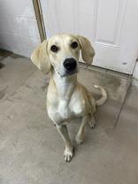 Rosie, an adoptable Black Mouth Cur Mix in Lufkin, TX_image-1