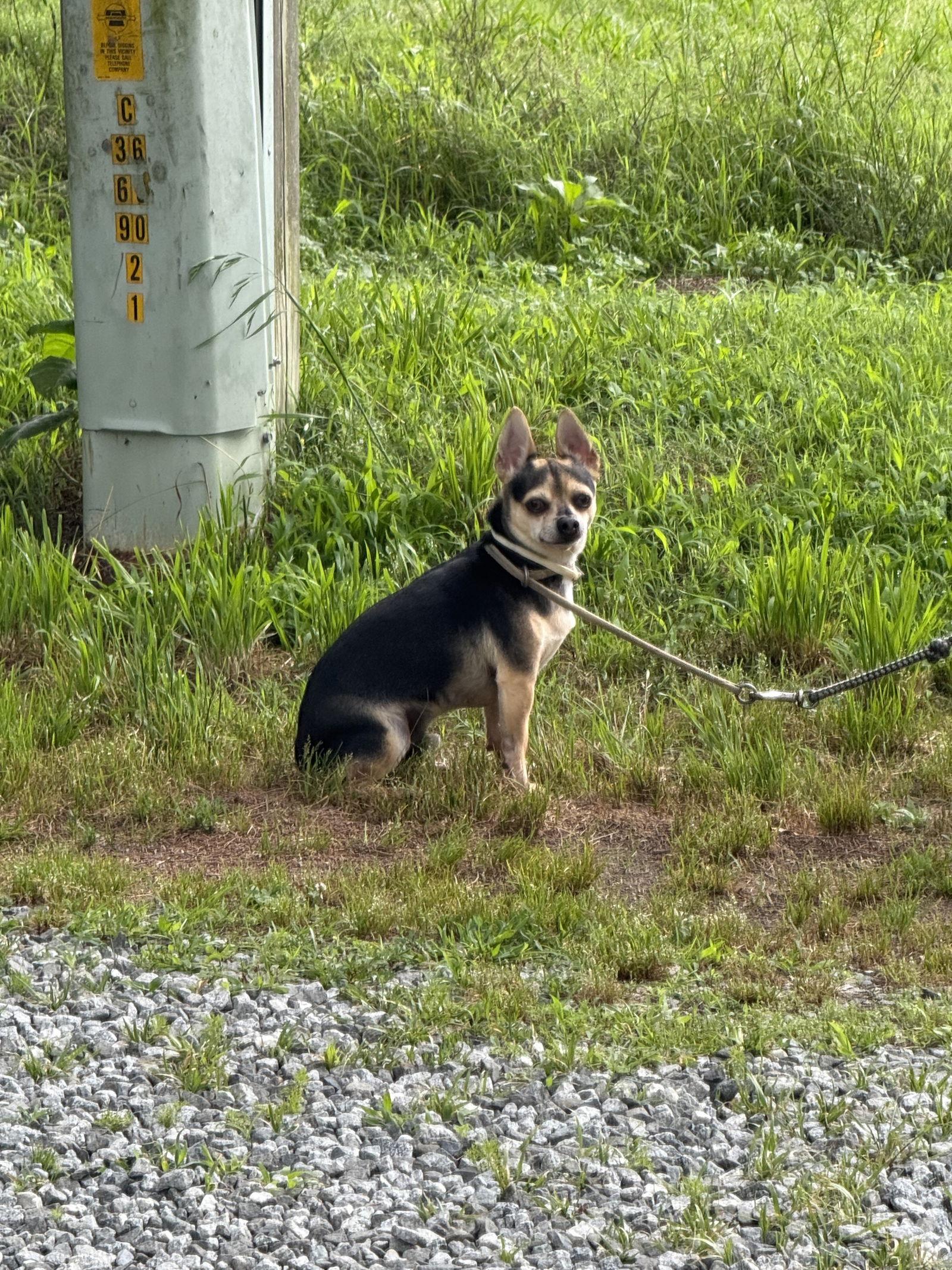 Huey, Adopted, Adult Male Chihuahua.