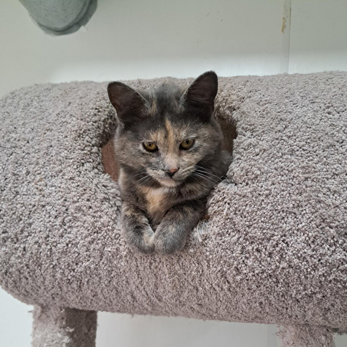 January, a ADOPTABLE mixed breed in Metropolis, IL image 3/3