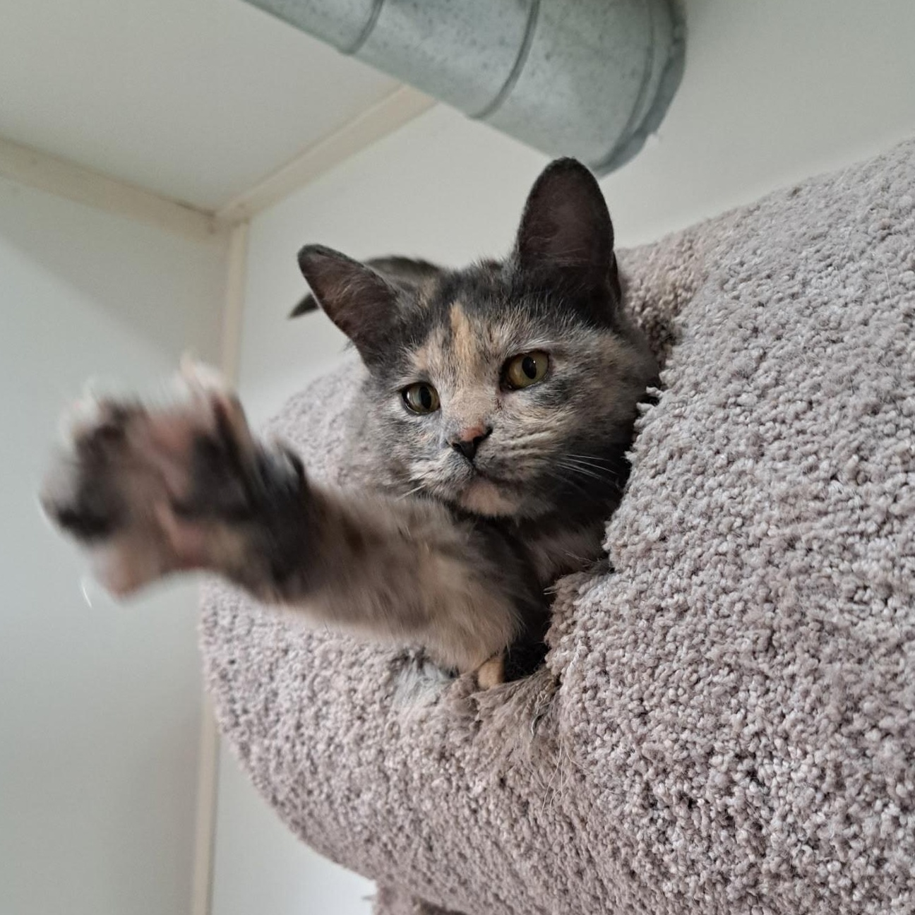 January, Adoptable, Young Female Domestic Short Hair.