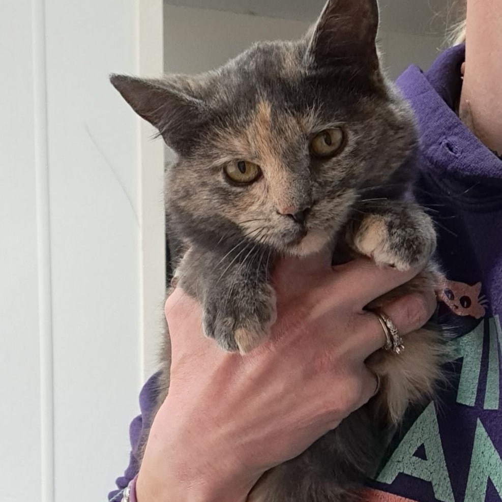 January, a ADOPTABLE mixed breed in Metropolis, IL image 1/3