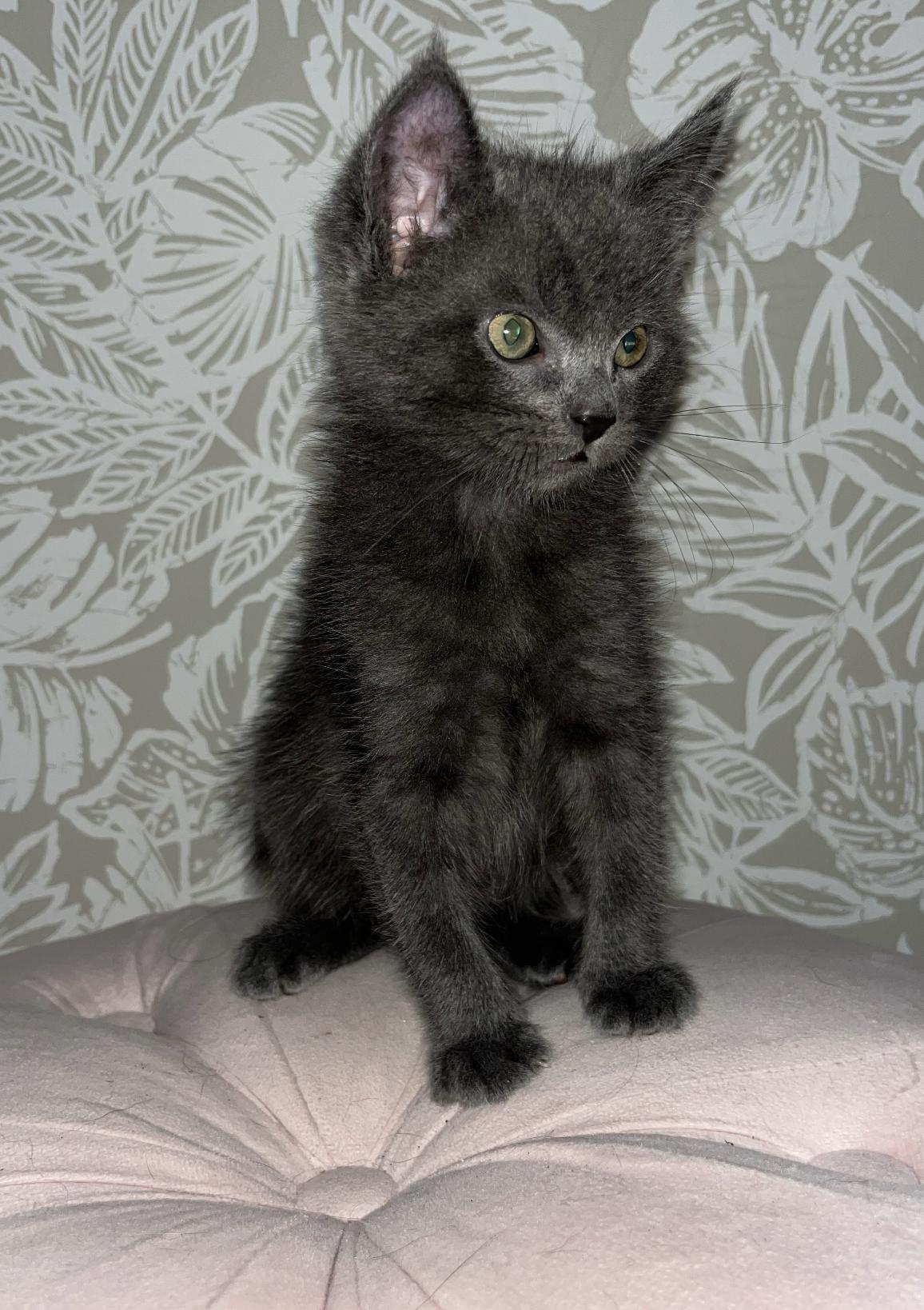 Smokey, a Adoptable mixed breed in Emeryville, CA image 2/3